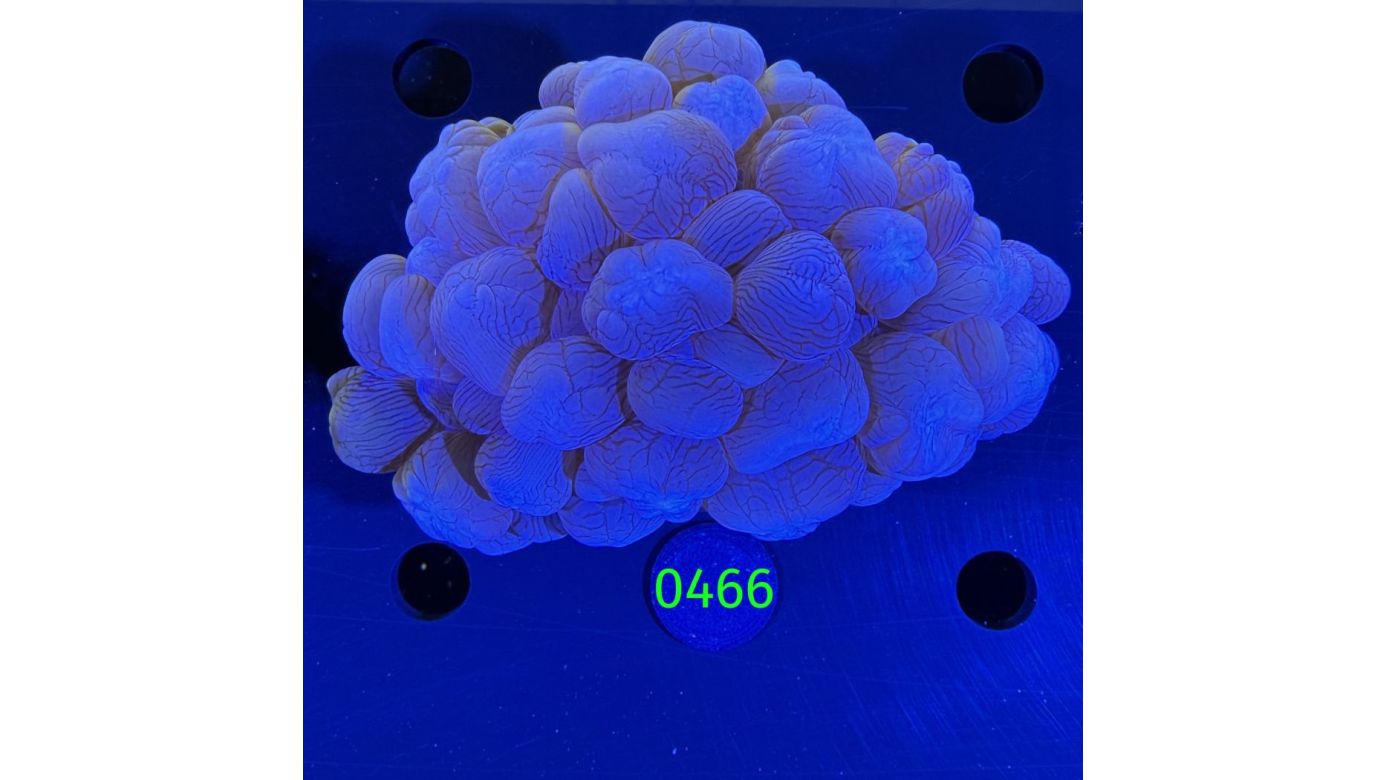 Plerogyra sinuosa - Blasenkoralle lila Aussi 0466