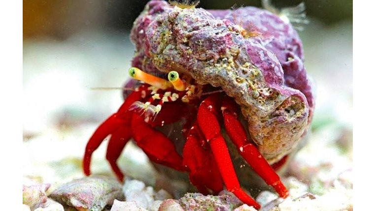 Paguristes Cadenati - Roter Riffeinsiedlerkrebs