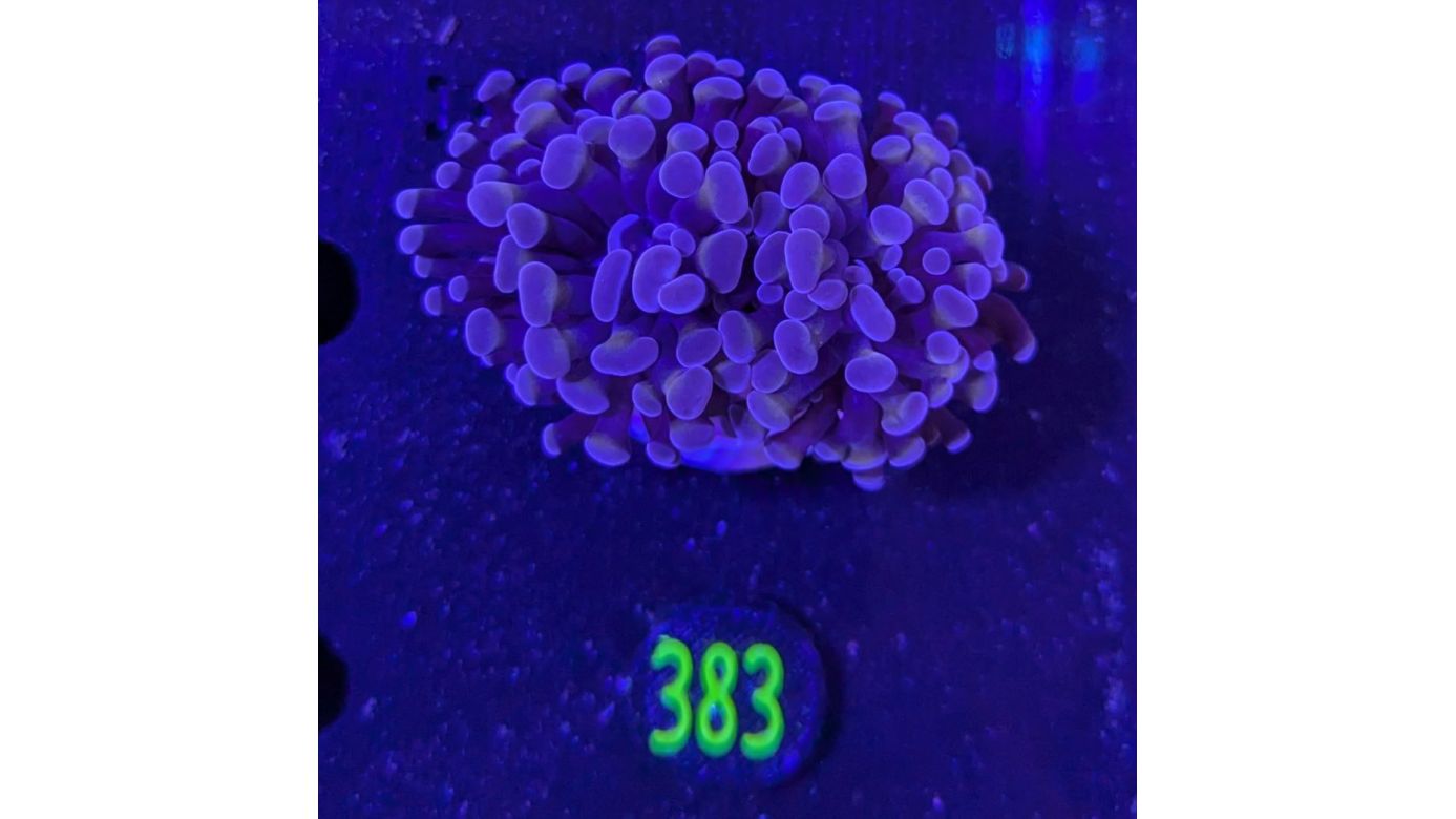 Euphyllia paraancora 2 Kopf "dark Rose" 0383