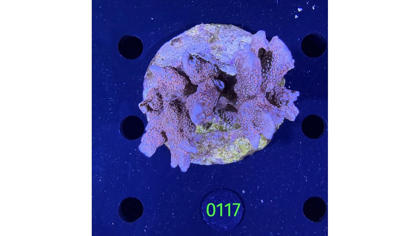 Montipora sp. WYSIWYG 0117