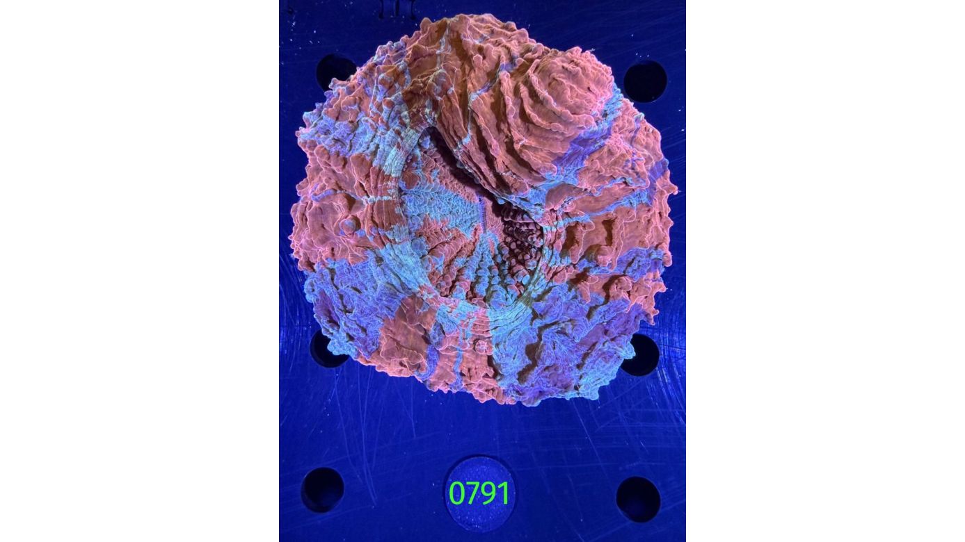 Acanthopyhllia deshayesiana WYSIWYG 0791