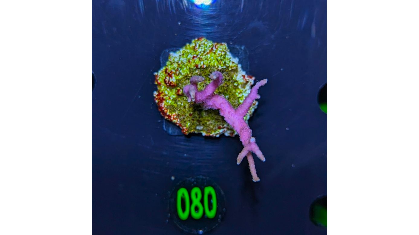 Seriatopora hystrix - Dornenkronenkoralle pink Deutsche Nachzucht 0080