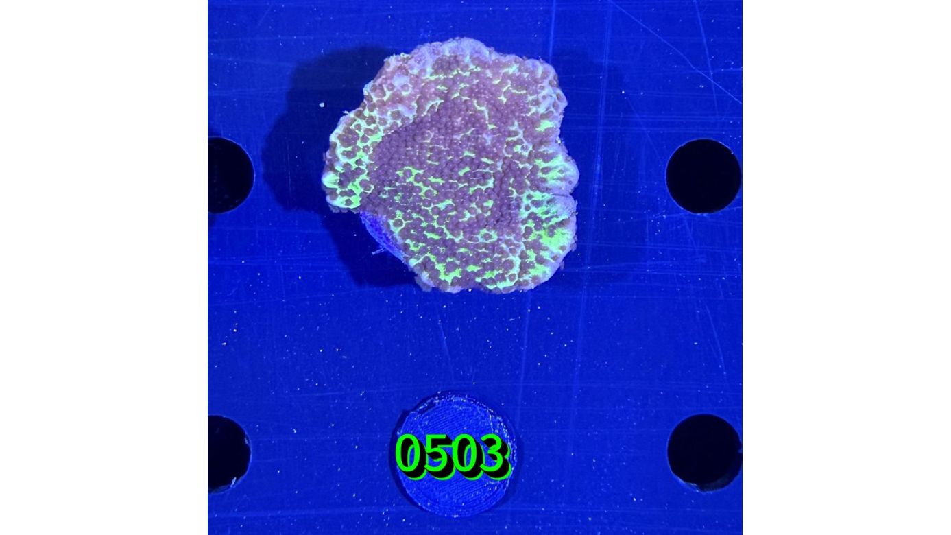 Montipora confusa - Kleinpolypige Steinkoralle Deutsche Nachzucht 0503