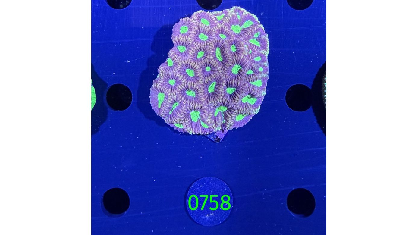 Favites sp. WYSIWYG 0758