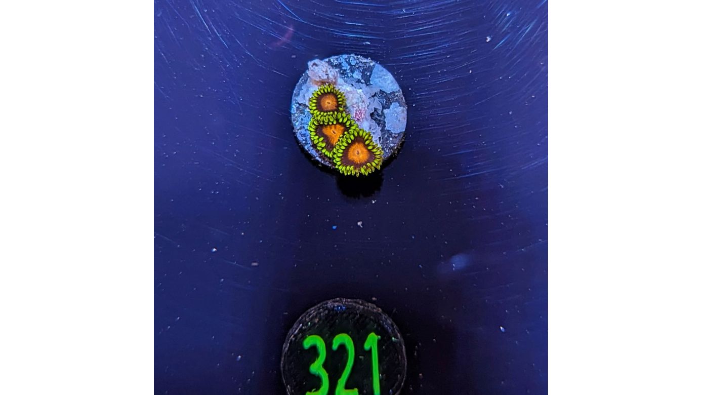 Zoanthus sp. - Krustenanemone "Dragon Eye" PlanktonPlus Nachzucht 0321