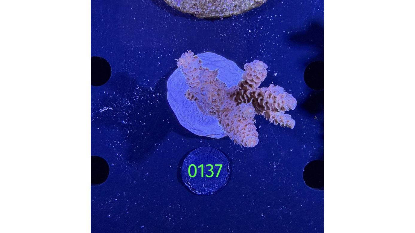 Acropora sp. WYSIWYG 0137