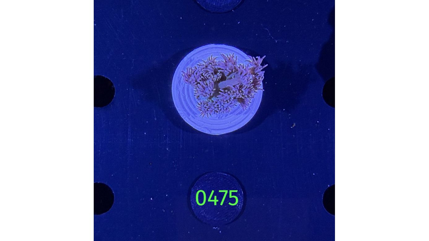 Goniopora sp. - Margeritenkoralle 0475