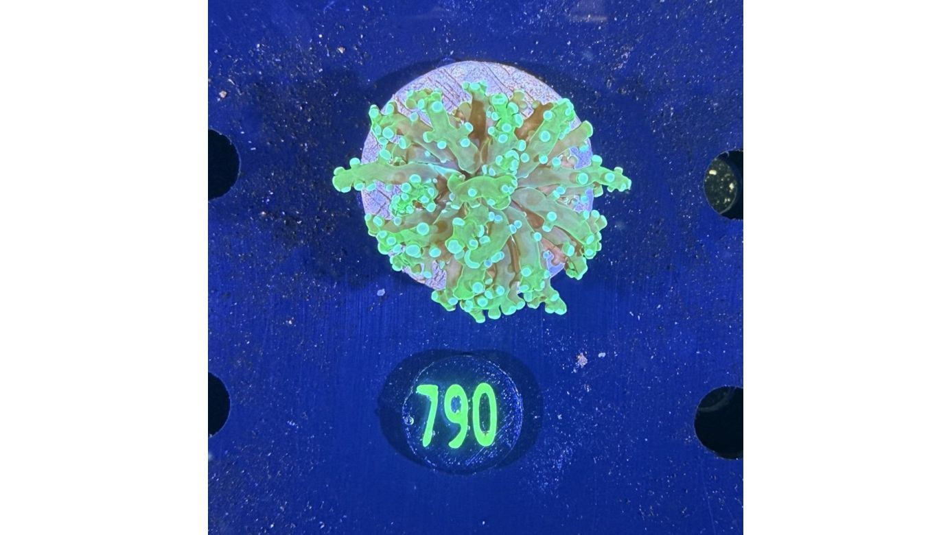 Euphyllia paradivisa - Froschlaichkoralle 0790