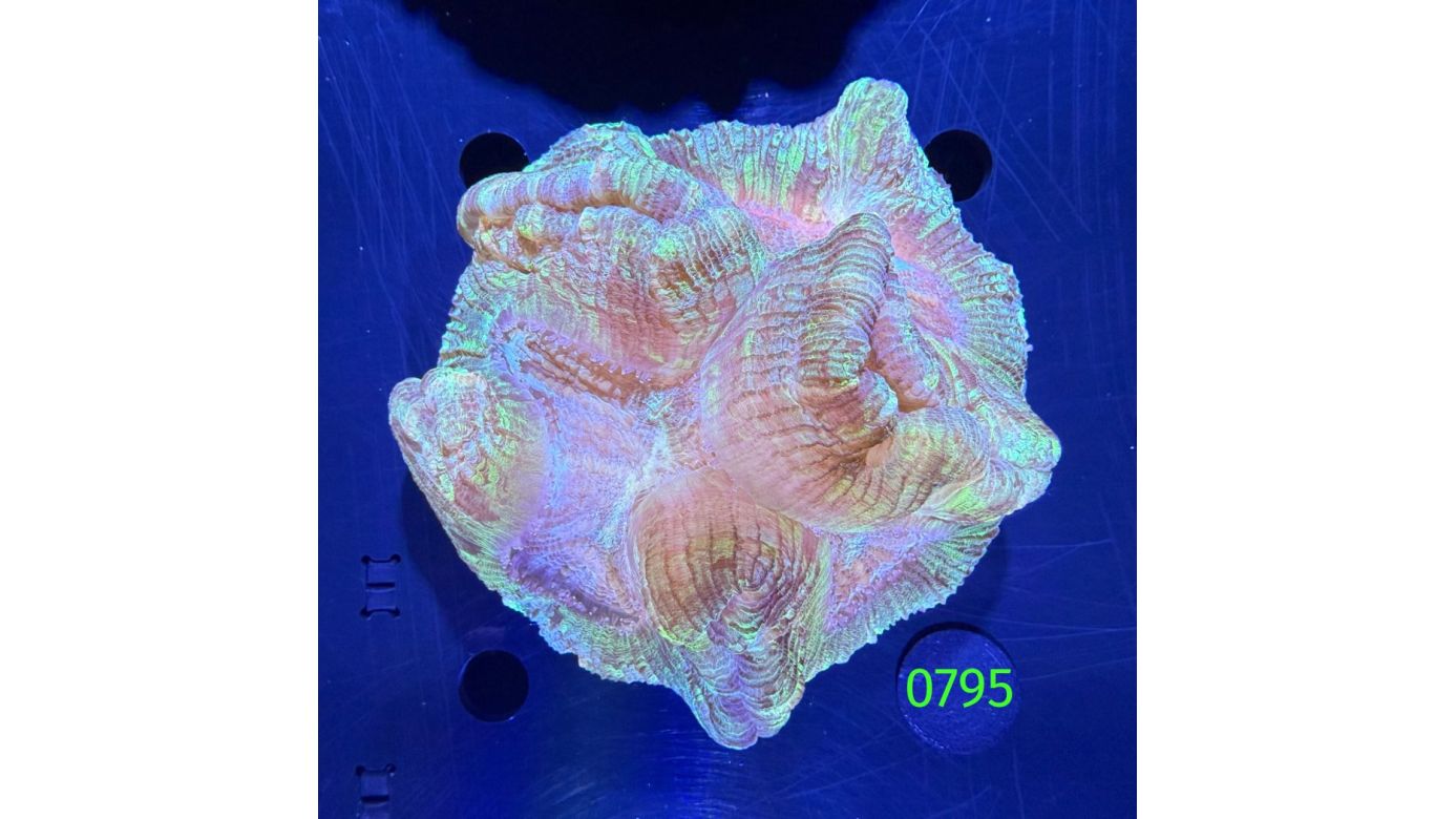 Trachyphyllia geoffroyi WYSIWYG 0795