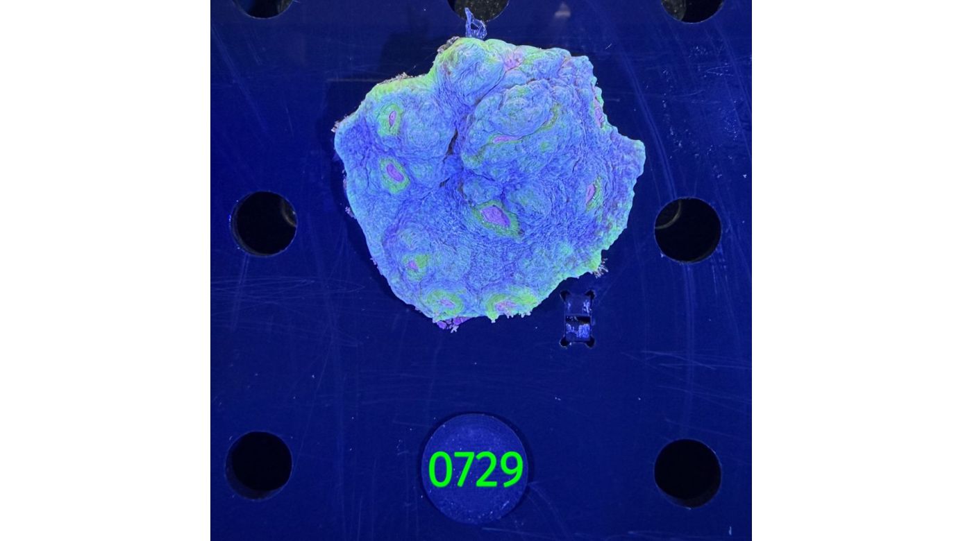 Echinophyllia/Chalice WYSIWYG 0729