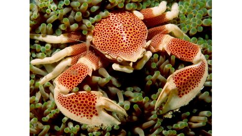 Neopetrolisthes maculatus - Anemonenkrabbe