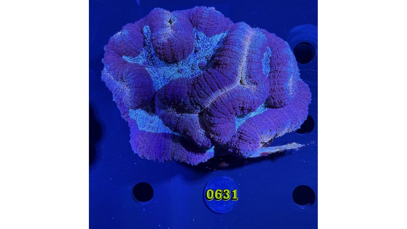 Lobophyllia sp. WYSIWYG 0631