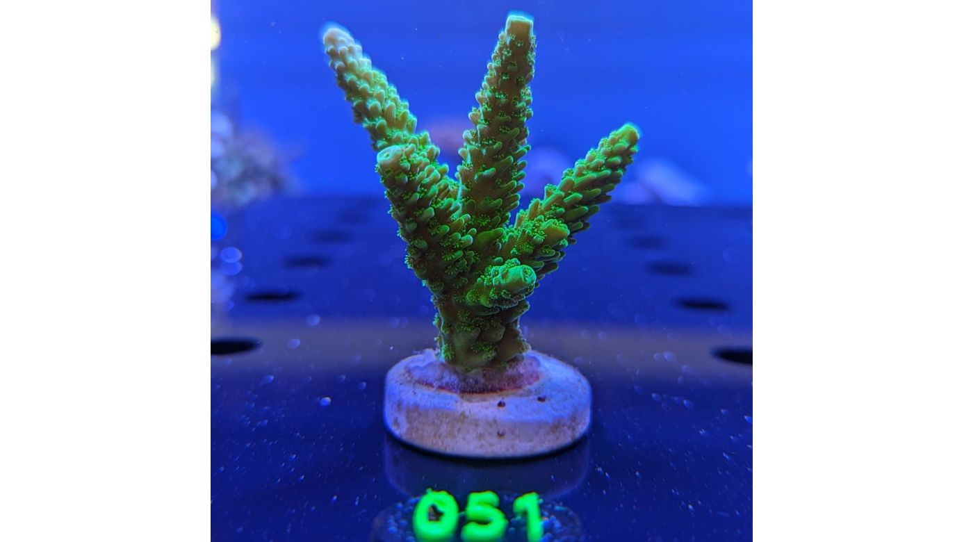 Acropora tumida - Enzmann Acropora Neongrün Deutsche Nachzucht 0051
