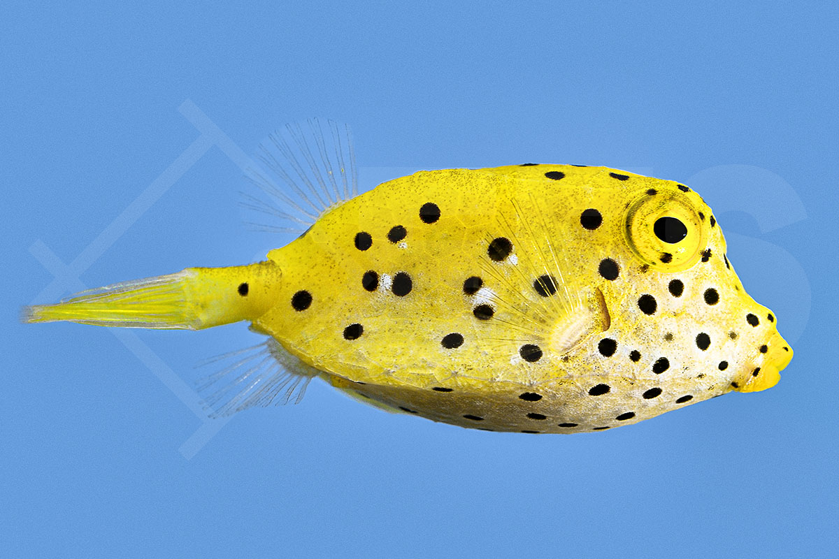 Ostracion cubicus - gewöhnlicher Kofferfisch