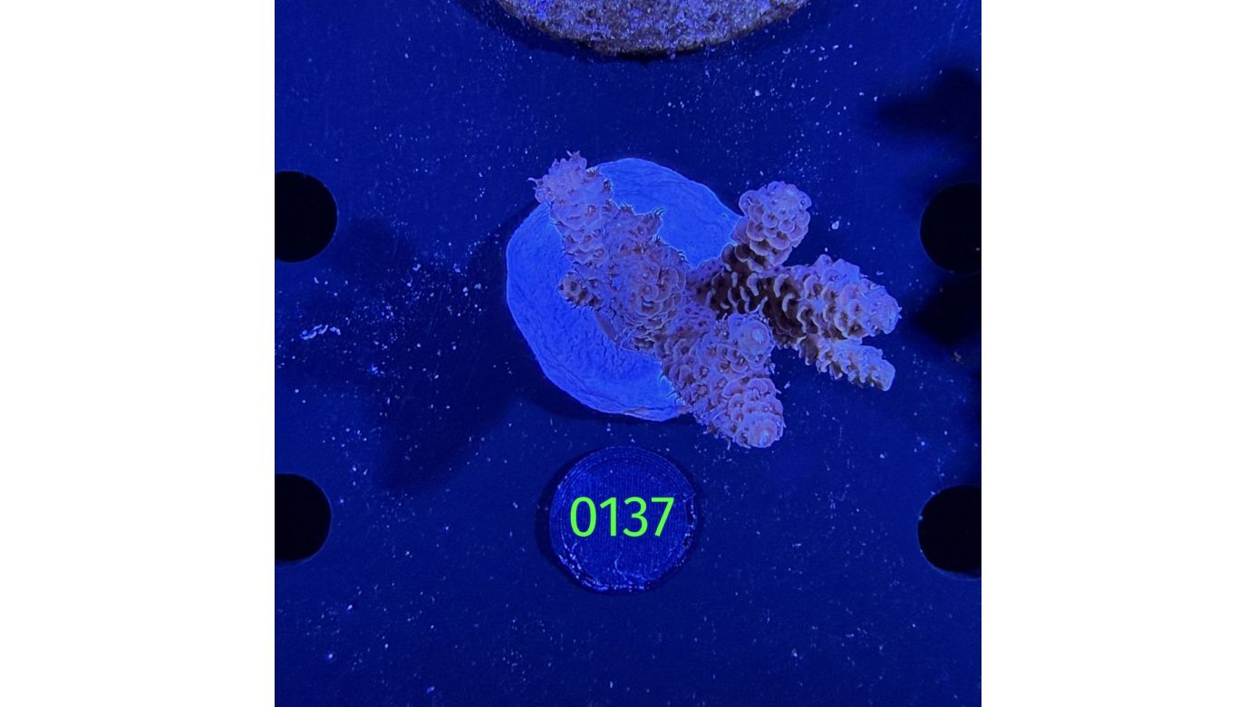 Acropora sp. WYSIWYG 0137