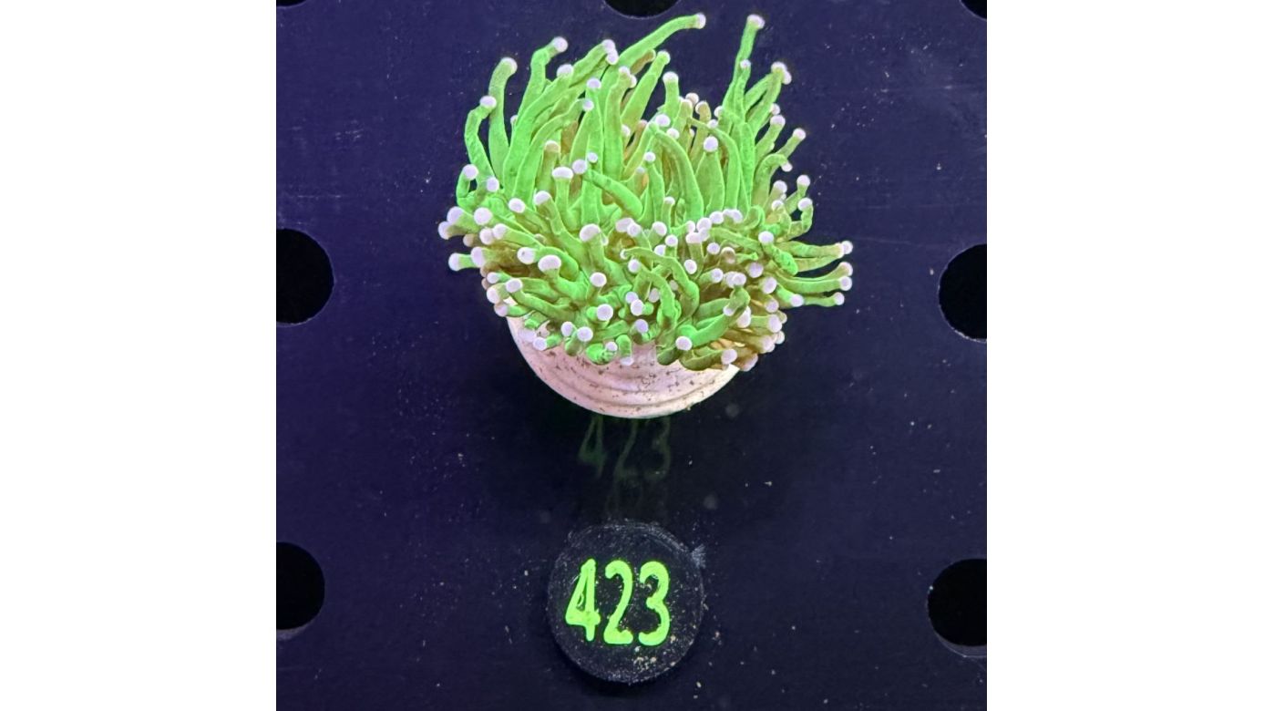 Euphyllia glabrescens - Fackelkoralle Torch "Toxic green" 0423
