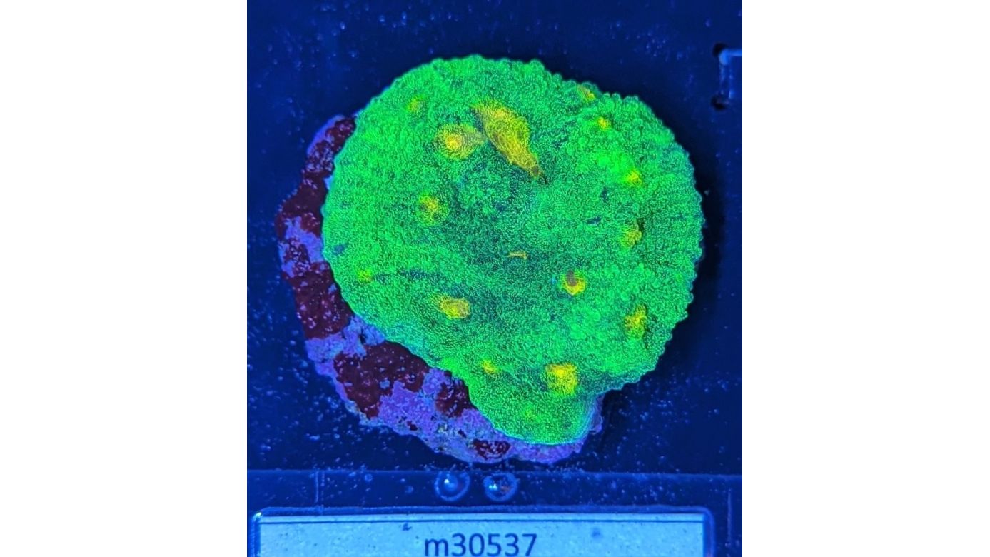 Echinophyllia sp. - Kelchkoralle Space Invader  Deutsche Nachzucht 0042