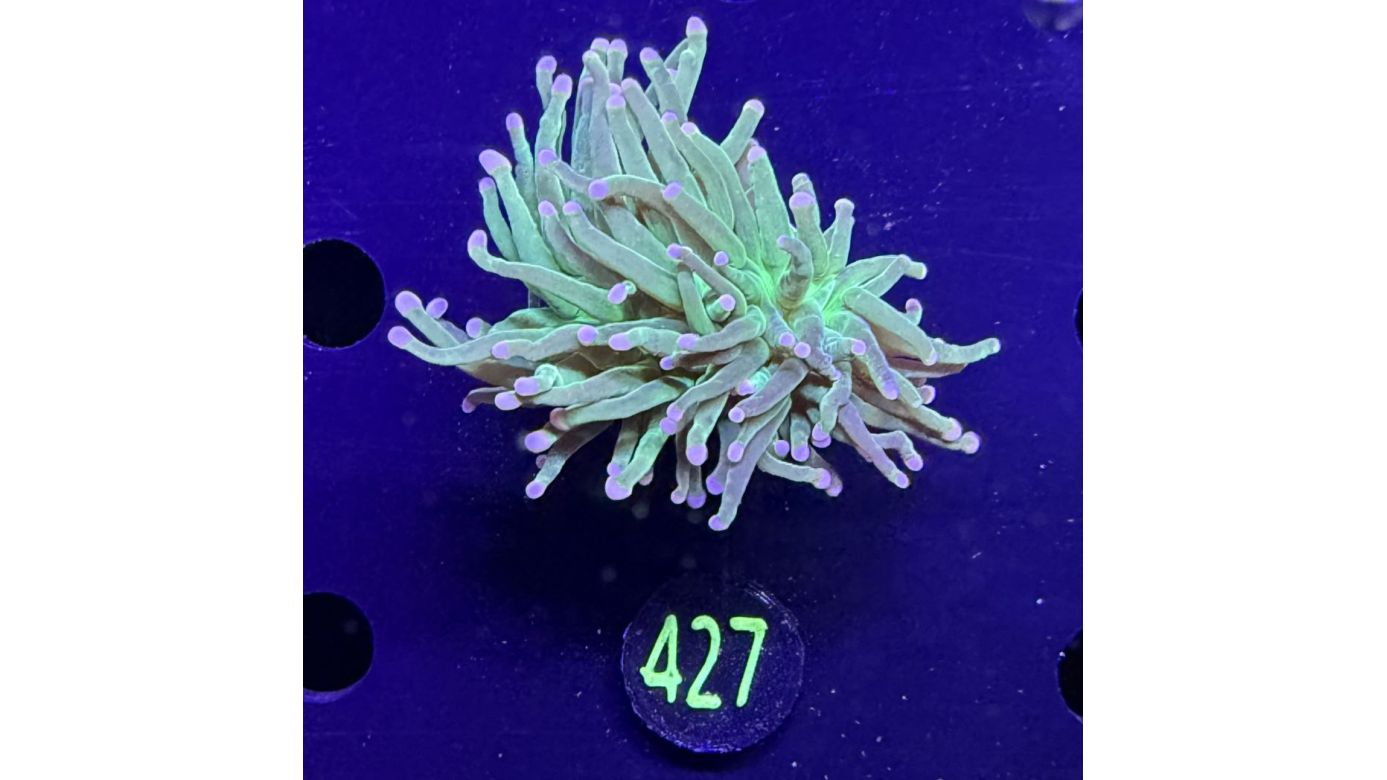 Euphyllia glabrescens - Fackelkoralle Torch "Cotton candy" 1 Kopf 0427