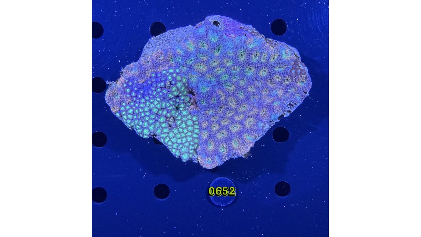 Acanthastrea sp. WYSIWYG 0652