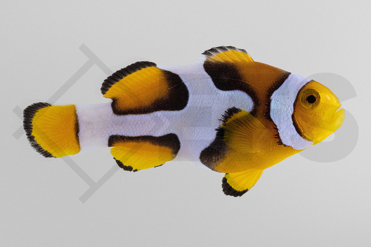 Amphiprion percula - Echter Clownfisch "Picasso" NZ