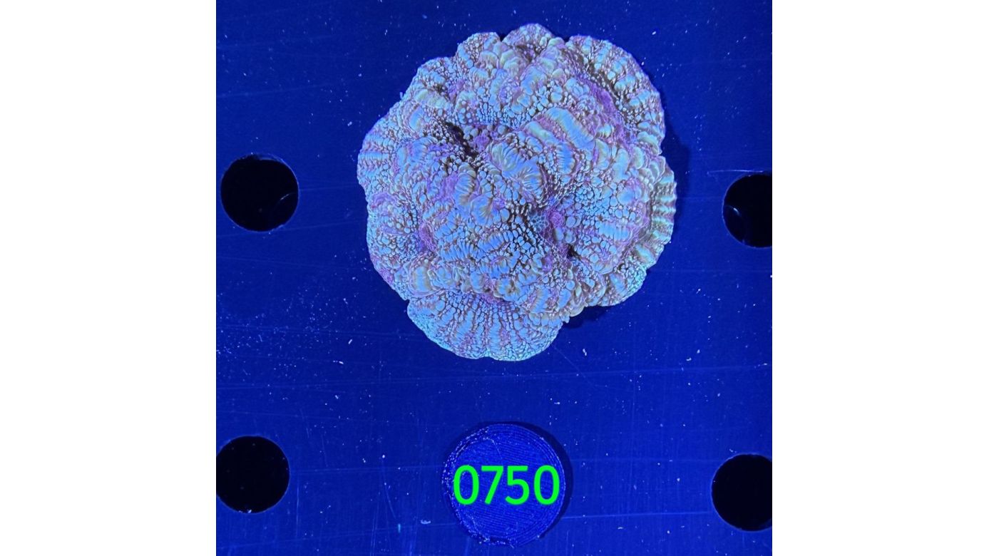 Acanthastrea bowerbanki Aussi WYSIWYG 0750