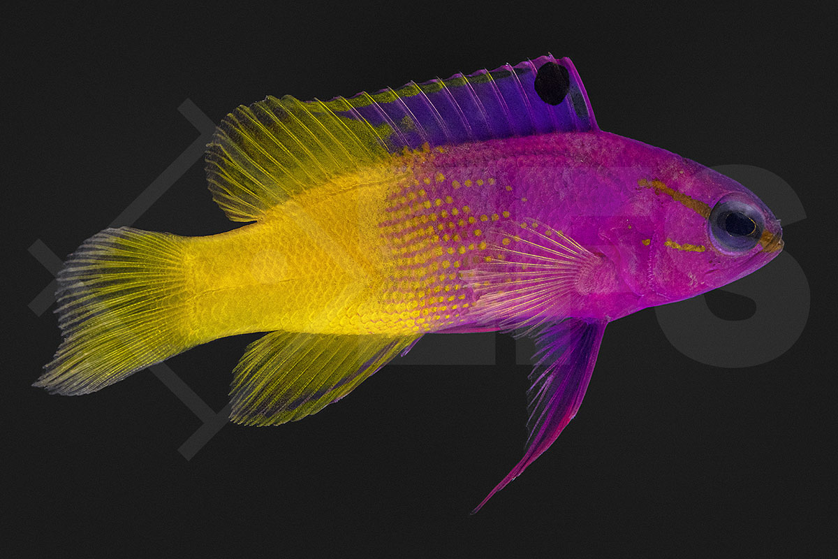 Gramma loreto - Königs Feenbarsch