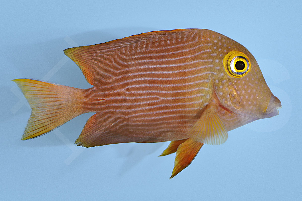 Ctenochaetus strigosus - Goldring Borstenzahn Doktor