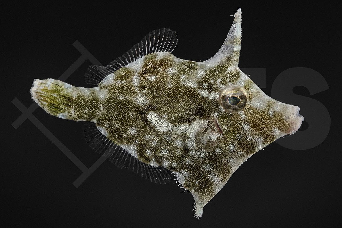 Acreichthys tomentosus - Seegras-Feilenfisch NZ