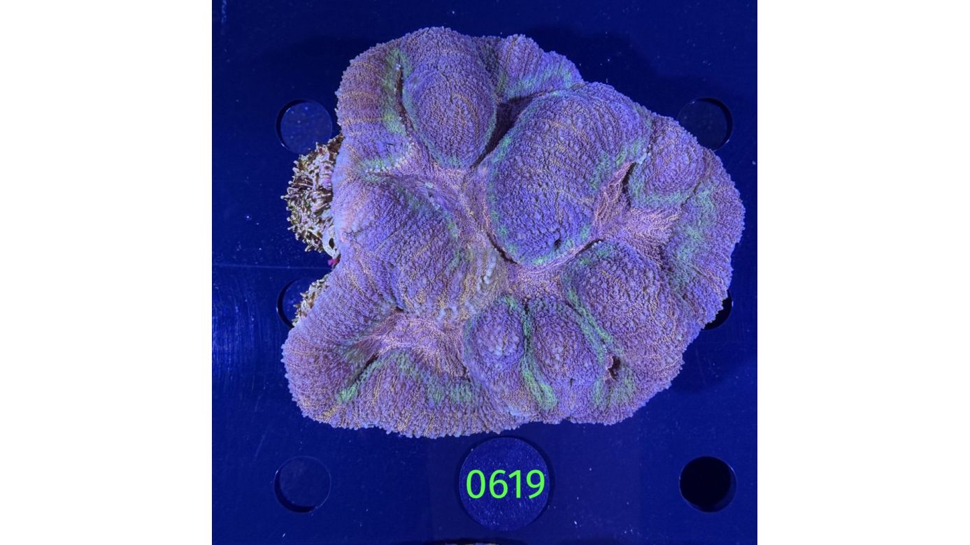 Symphyllia sp. WYSIWYG 0619