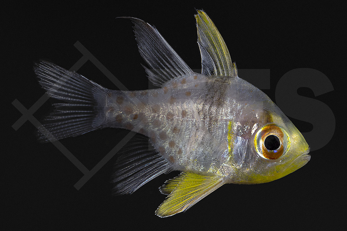 Sphaeramia nematoptera - Pyjama Kardinalbarsch