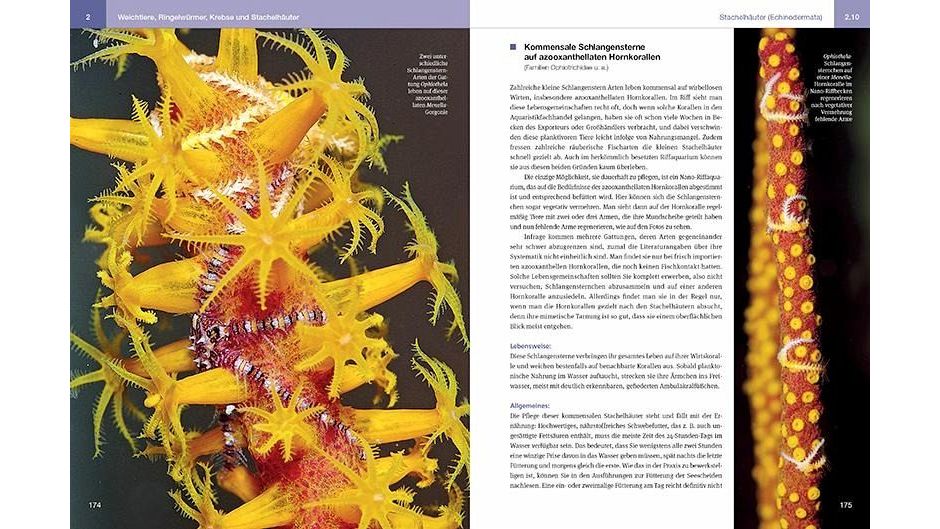 Nano-Riffaquarien Einrichtung, Besatz und Pflege kleiner Riffaquarien von 30 bis 150 L Daniel Knop (gebundenes Buch)