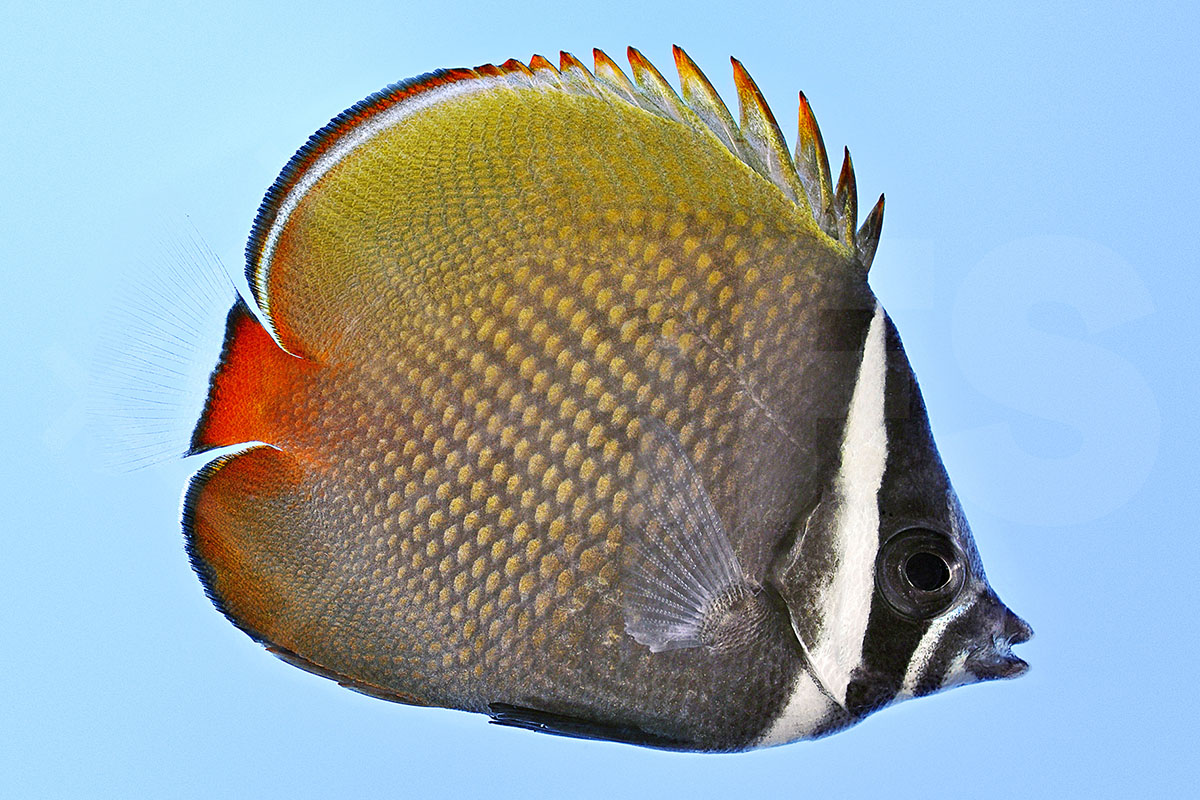 Chaetodon collare - Halsband Rotschwanz Falterfisch