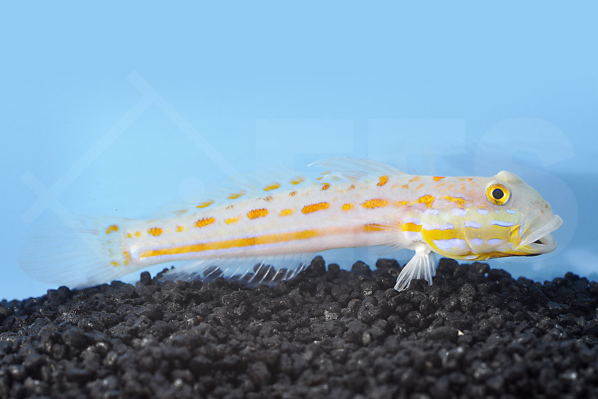 Valenciennea puellaris - Maiden Schläfergrundel