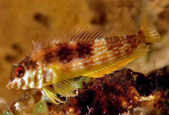 Malacoctenus aurolineatus - Schleimfisch