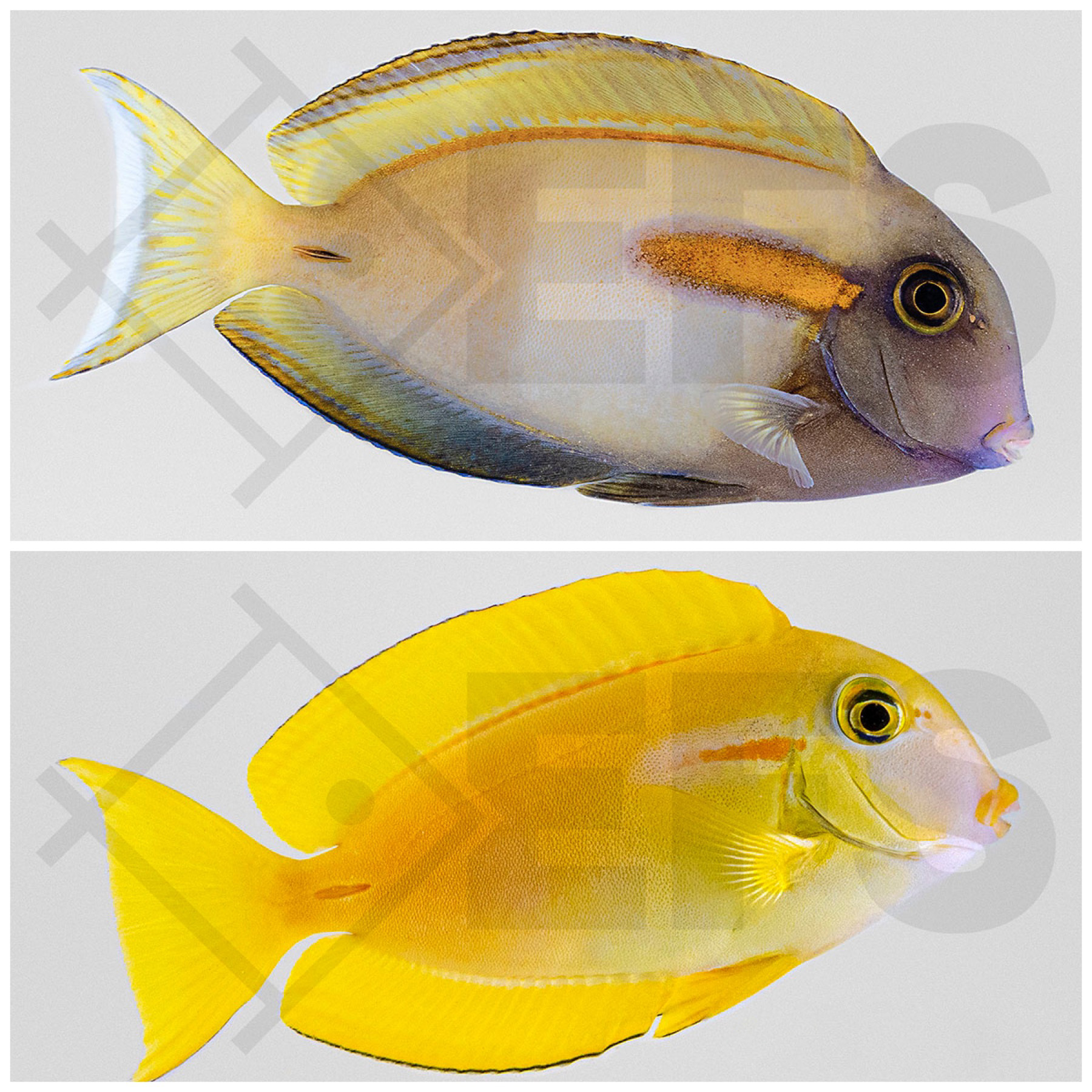 Acanthurus olivaceus - Orangefleck-Doktor