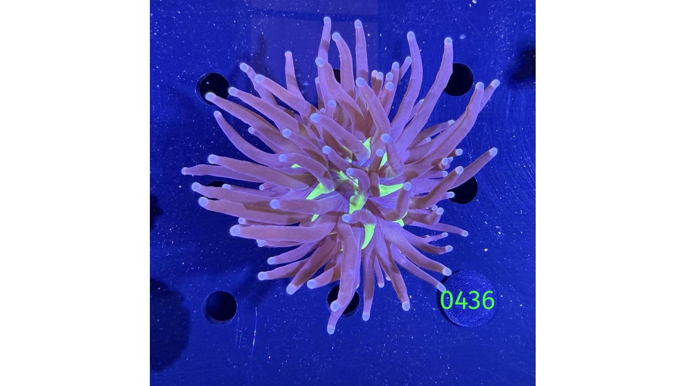 Euphyllia glabrescence - Torch 0436