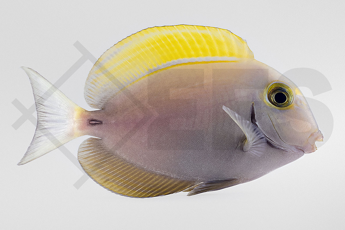 Acanthurus dussumieri - Dussumieres Doktorfisch
