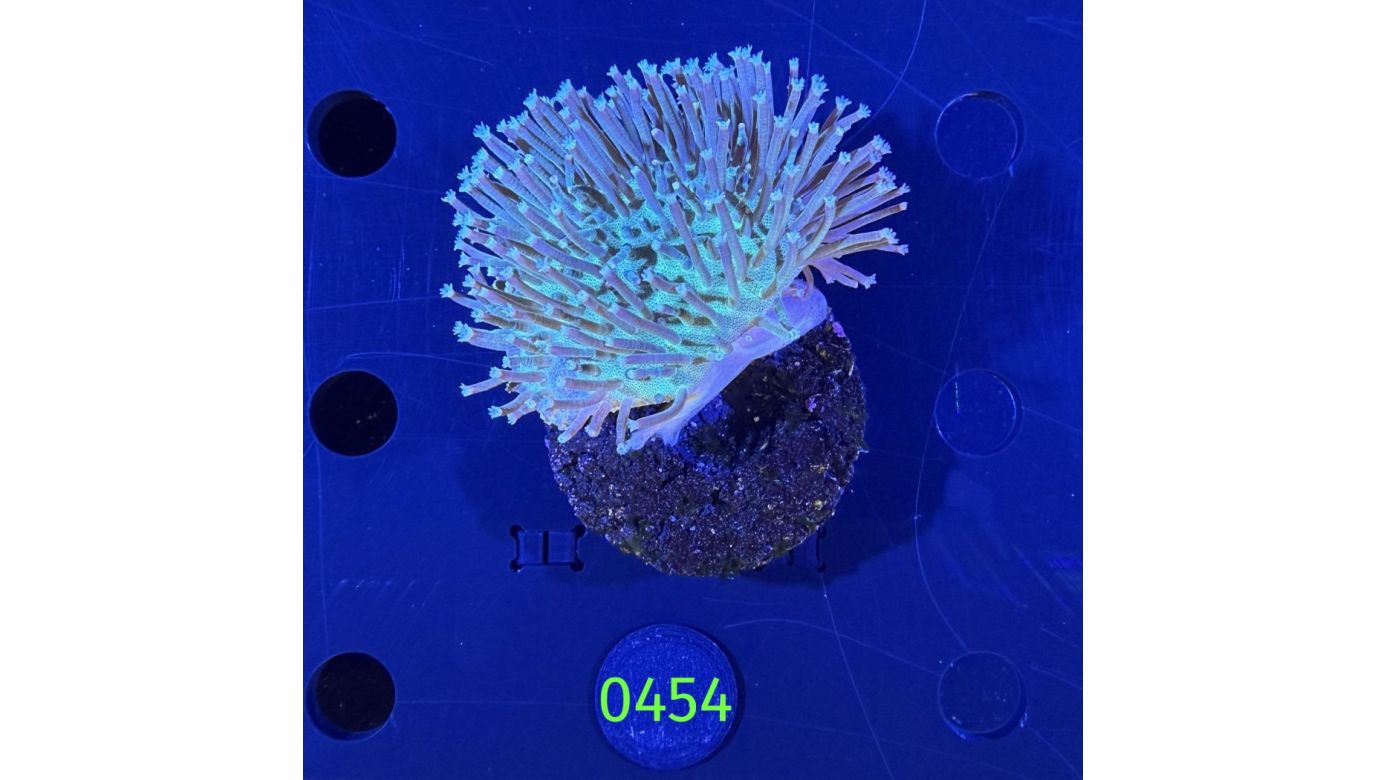 Sarcophyton sp. - Pilzlederkoralle PPNZ 0454