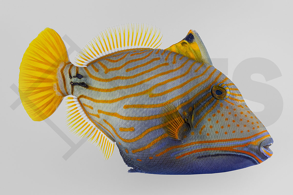 Balistapus undulatus - Orangestreifen Drückerfisch