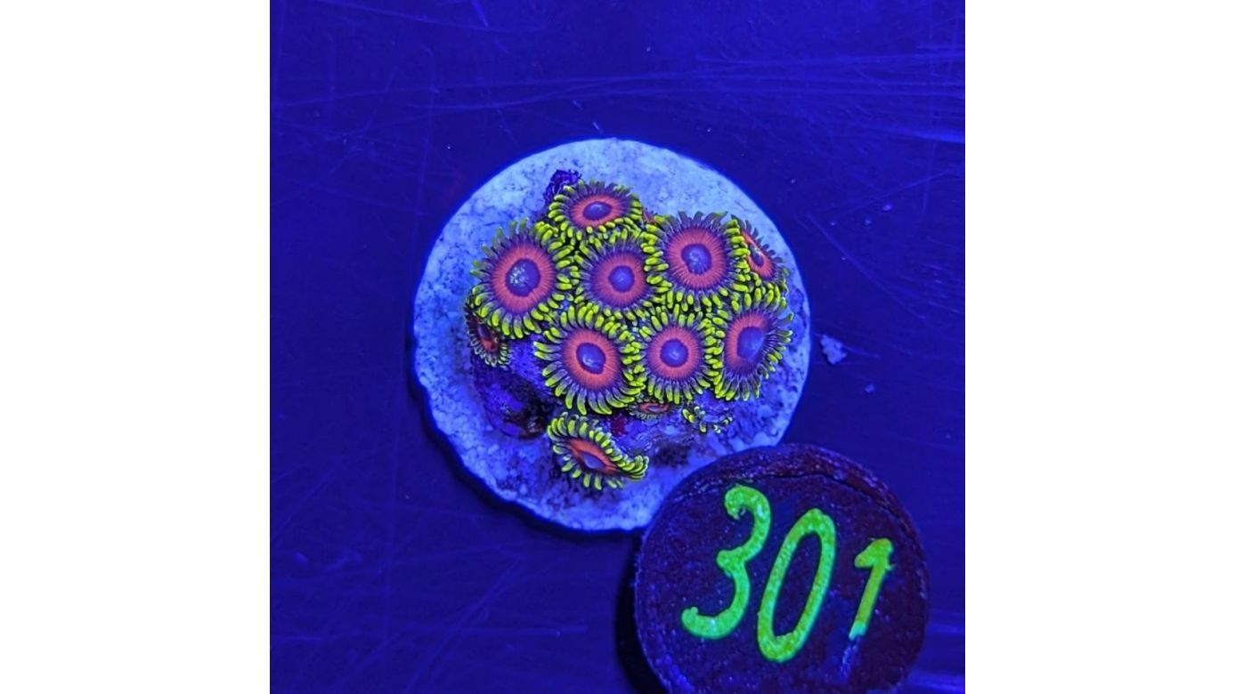 Zoanthus sp. - Krustenanemone Jungle Juice Deutsche Nachzucht 0301