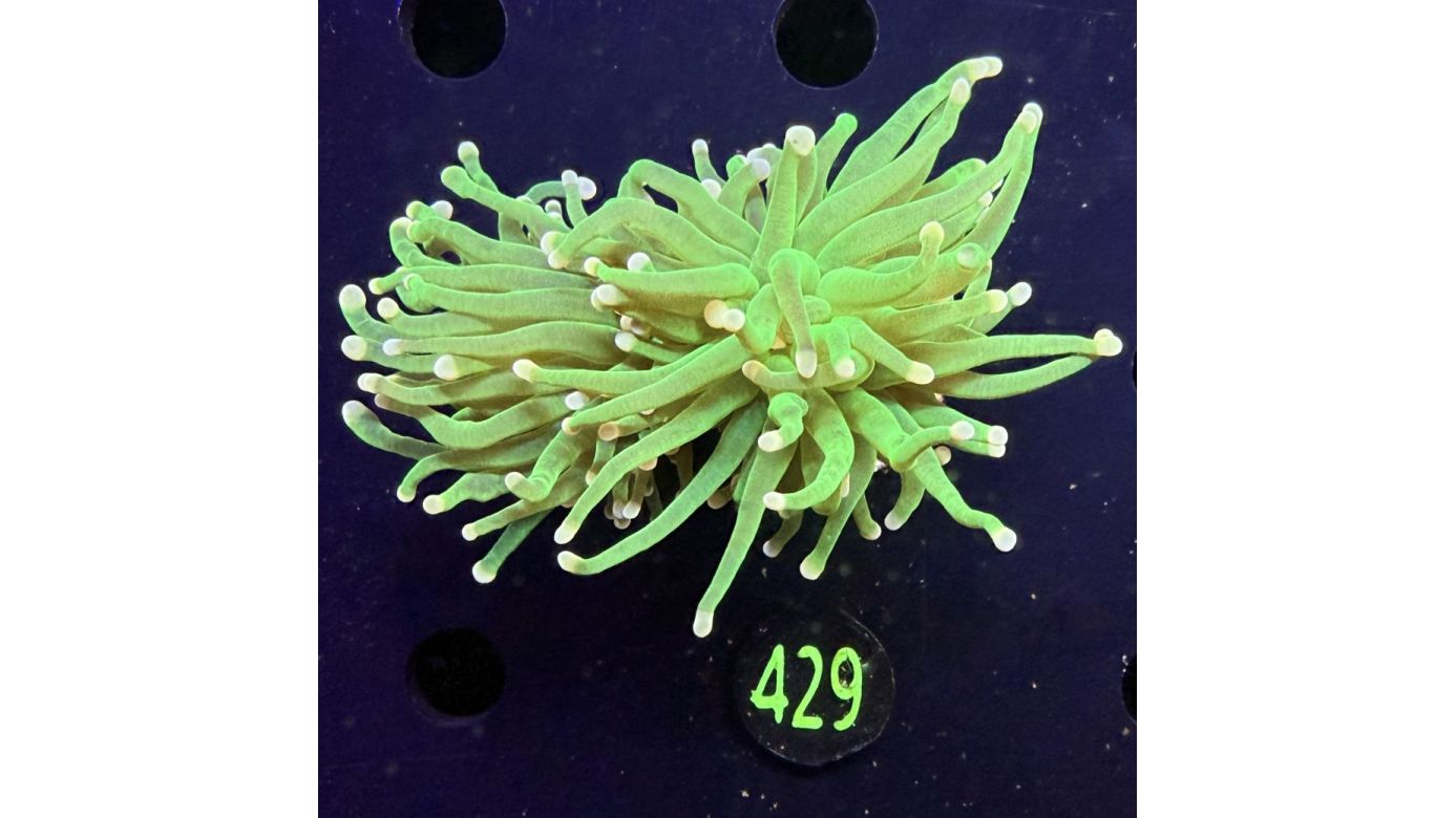 Euphyllia glabrescens - Fackelkoralle Torch "Cotton candy" 2 Kopf 0429