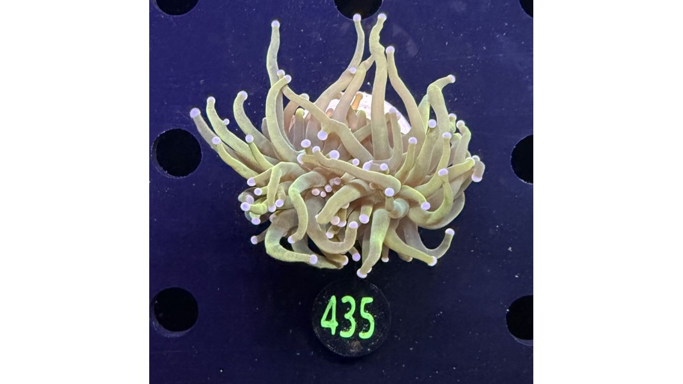 Euphyllia glabrescens - Fackelkoralle Torch 2 Köpfe 0435