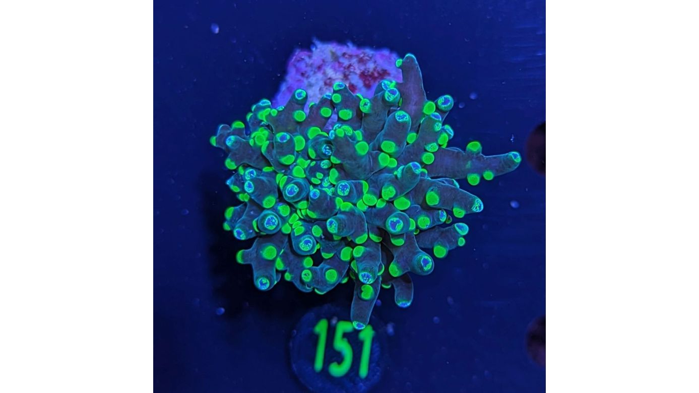 Euphyllia paradivisa - Froschlaichkoralle Grün Deutsche Nachzucht 0151