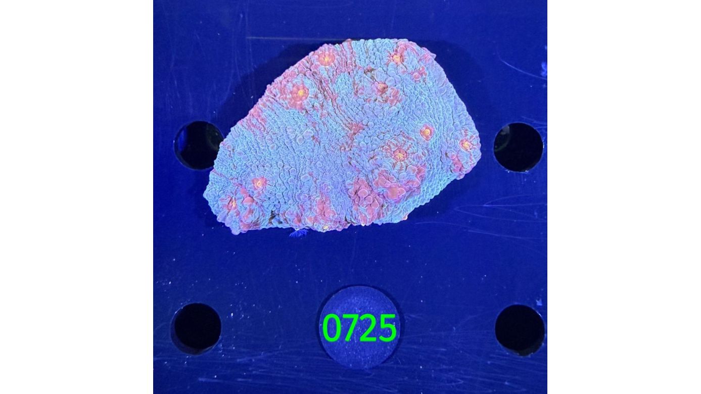 Echinophyllia/Chalice WYSIWYG 0725