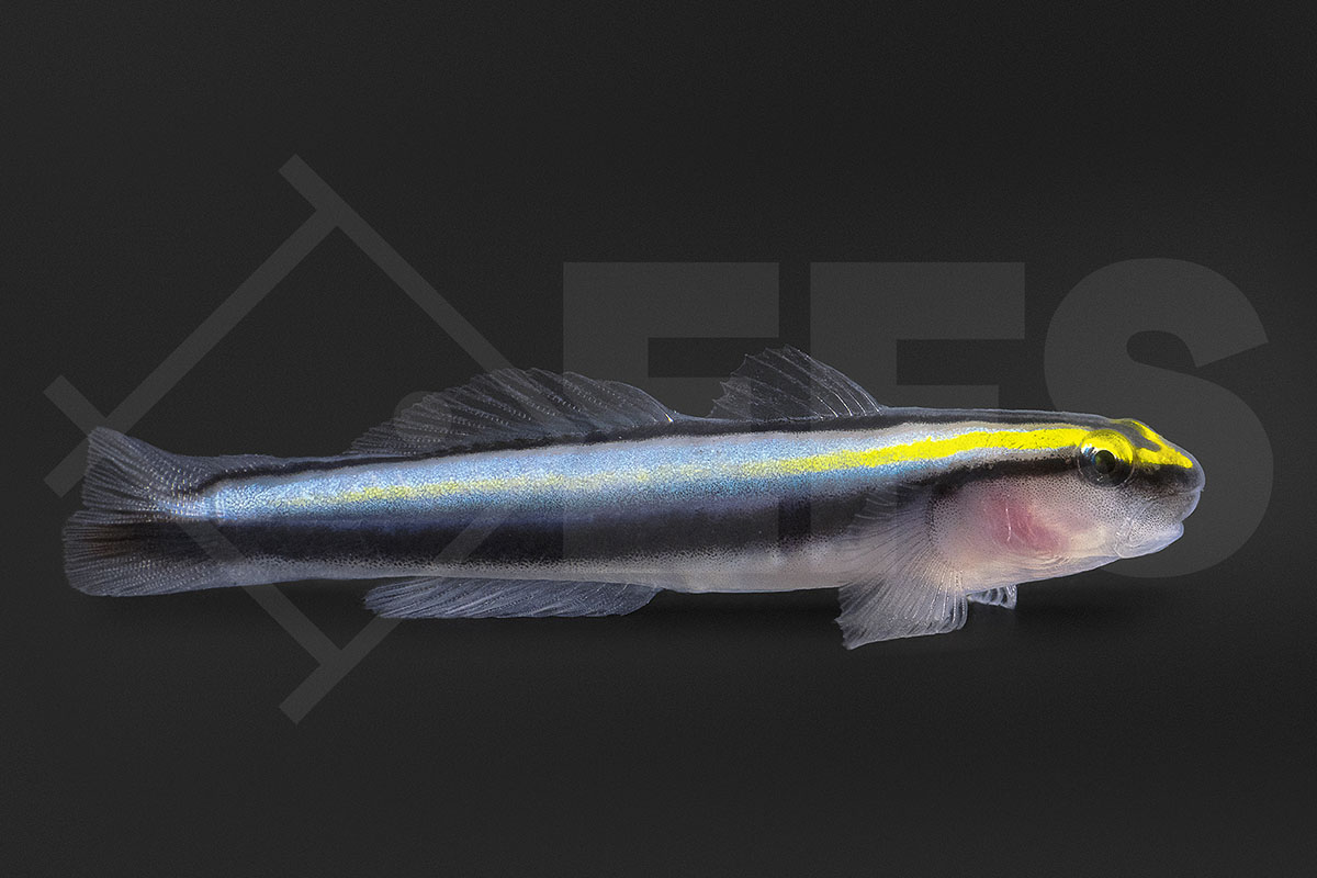 Elacatinus evelynae - Hainasen Grundel NZ