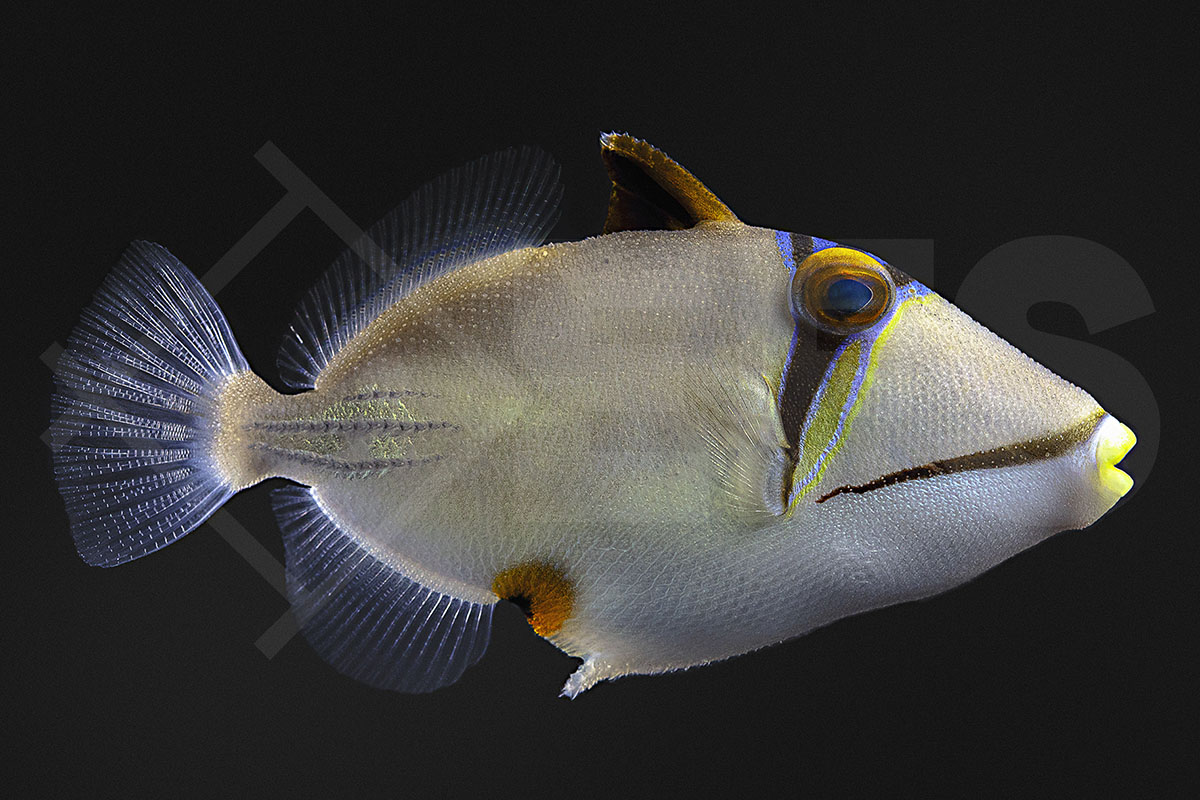 Rhinecanthus assasi - Rotmeer Picassodrückerfisch