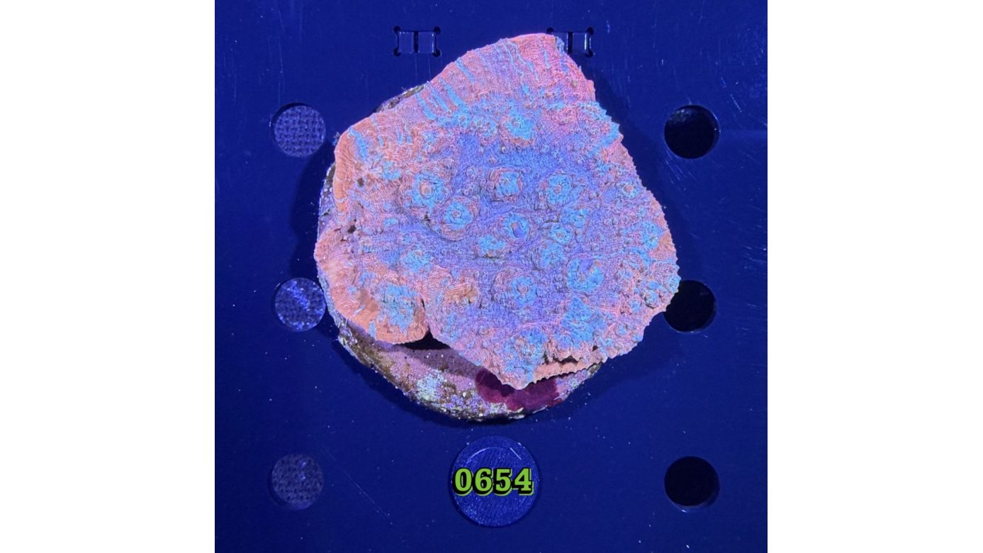 Echinophyllia/Chalice WYSIWYG 0654