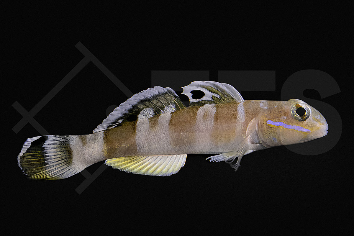 Valenciennea wardii - Breitband-Schläfergrundel