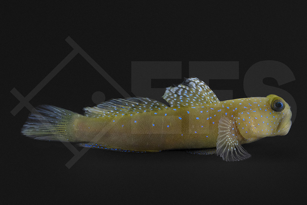 Cryptocentrus cinctus - Zitronengrundel