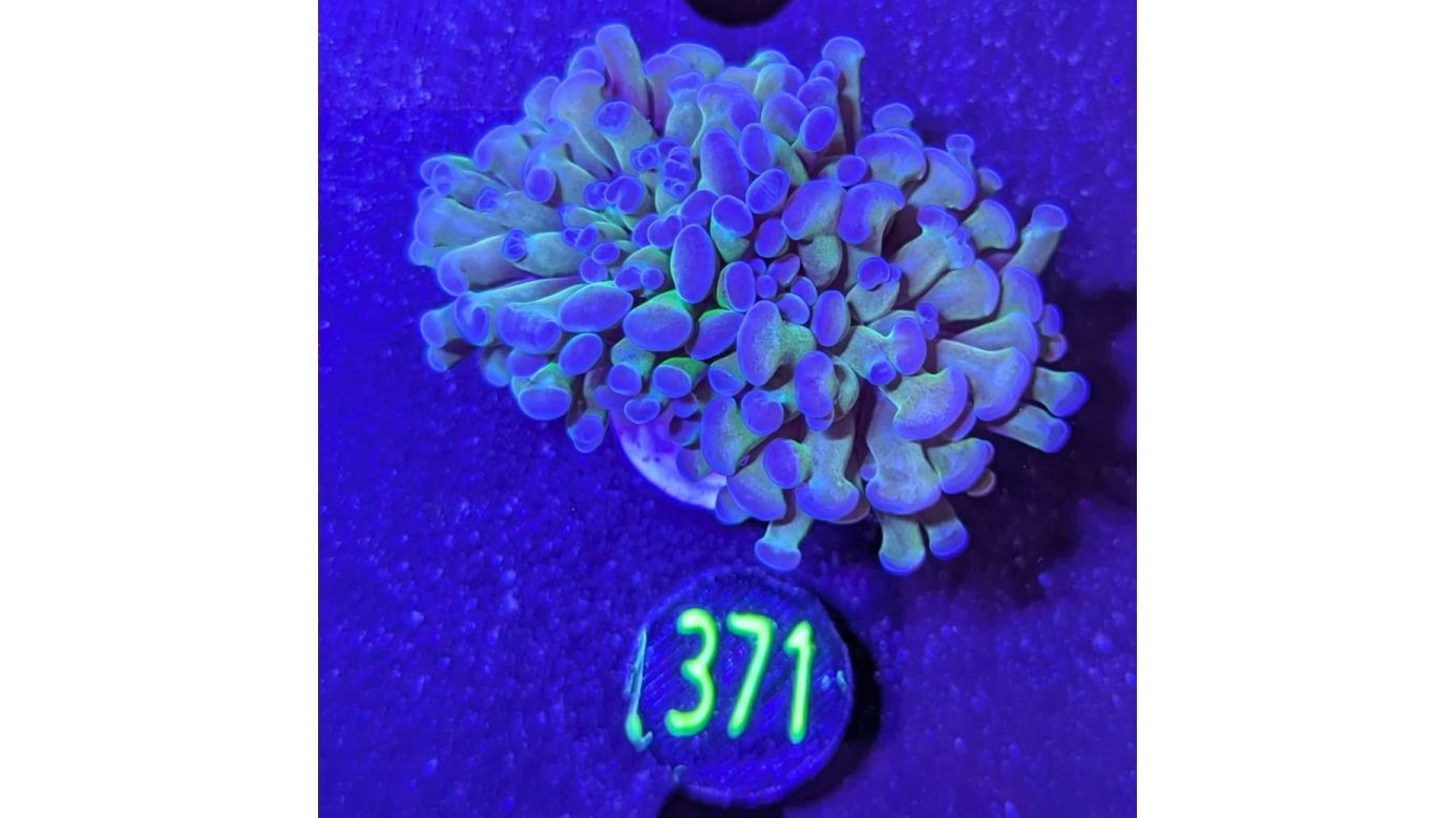 Euphyllia paraancora multicolor 0371